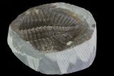 Partial Ogyginus Cordensis - Classic British Trilobite #75923-1